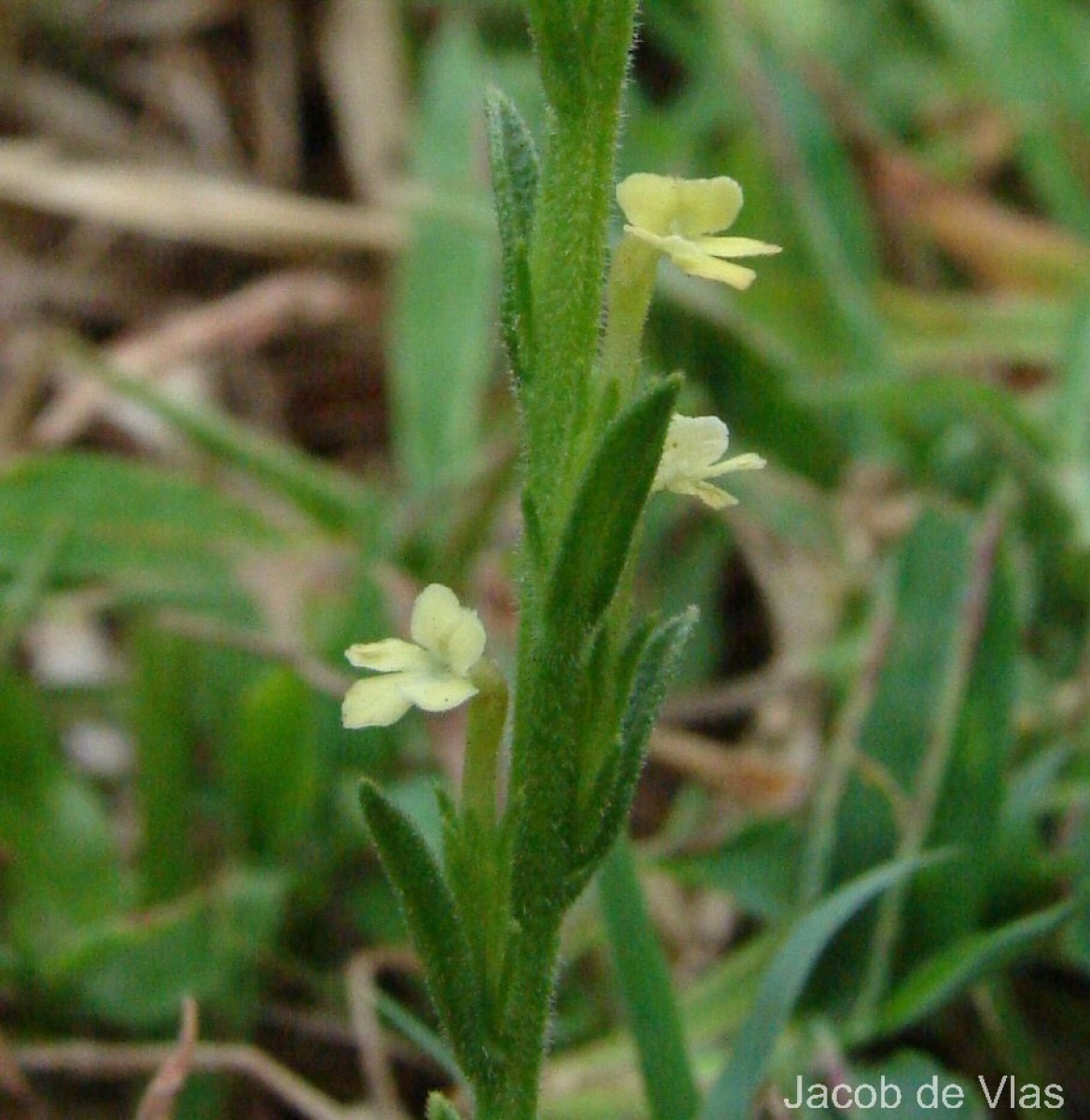 Striga asiatica (L.) Kuntze